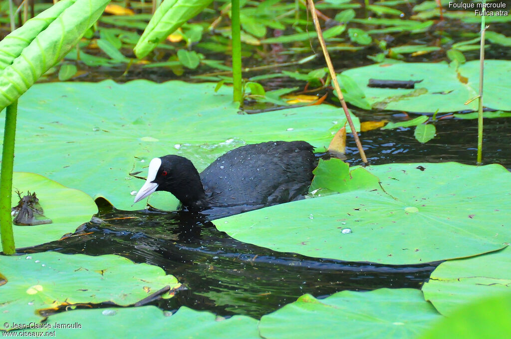 Foulque macroule, identification, Comportement