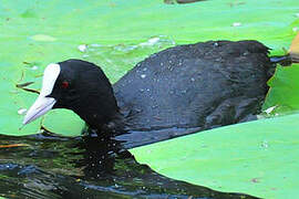 Eurasian Coot