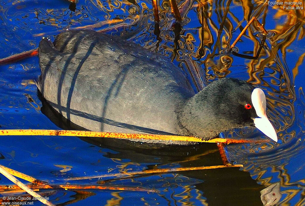 Eurasian Coot, Behaviour