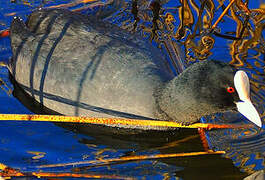 Eurasian Coot