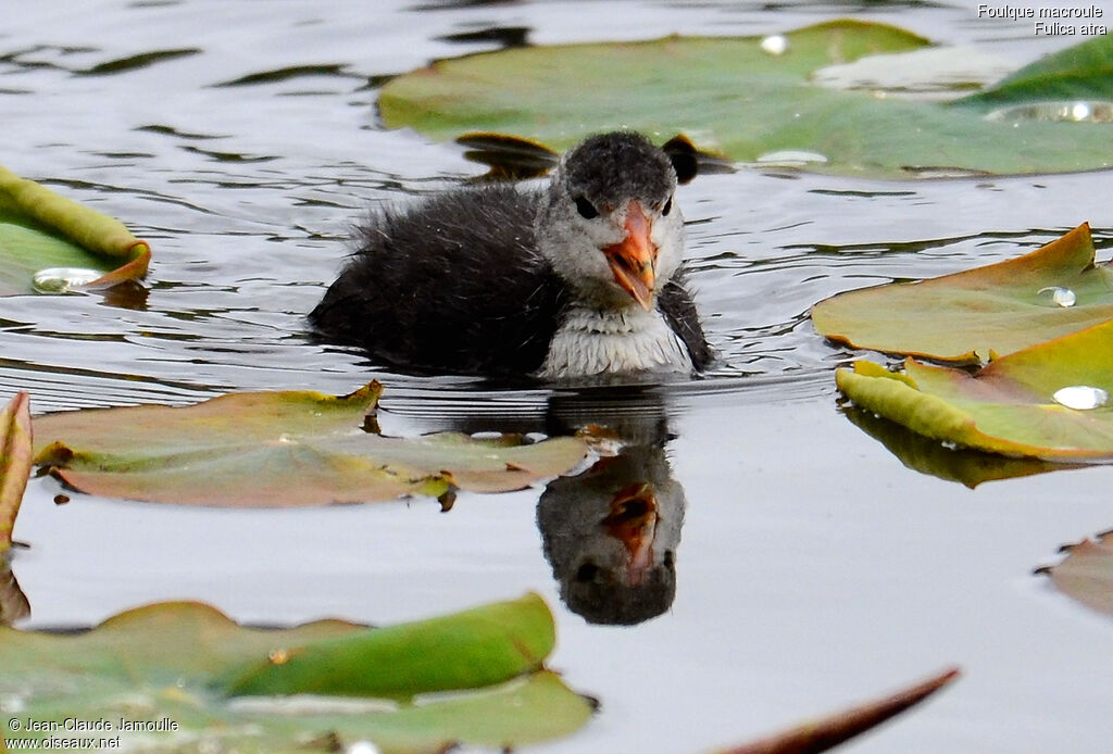 Foulque macroulejuvénile