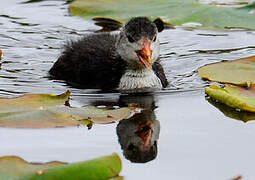 Eurasian Coot