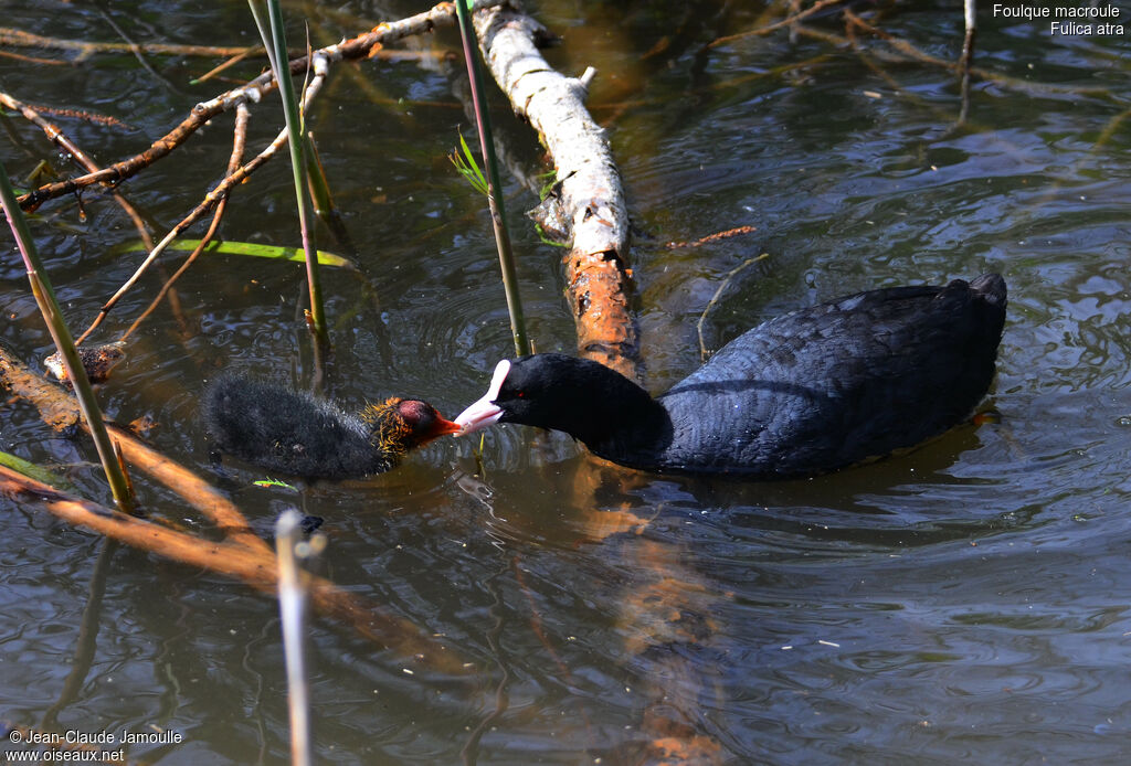 Eurasian Coot female, Behaviour