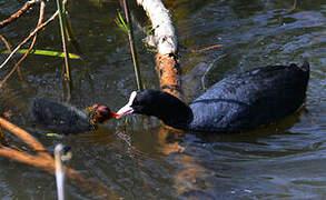 Eurasian Coot