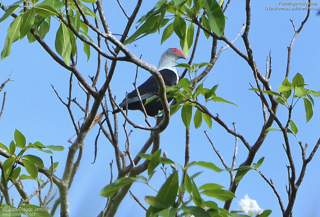 Seychelles Blue Pigeon