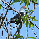 Founingo rougecap
