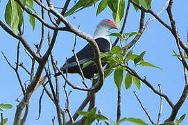 Seychelles Blue Pigeon