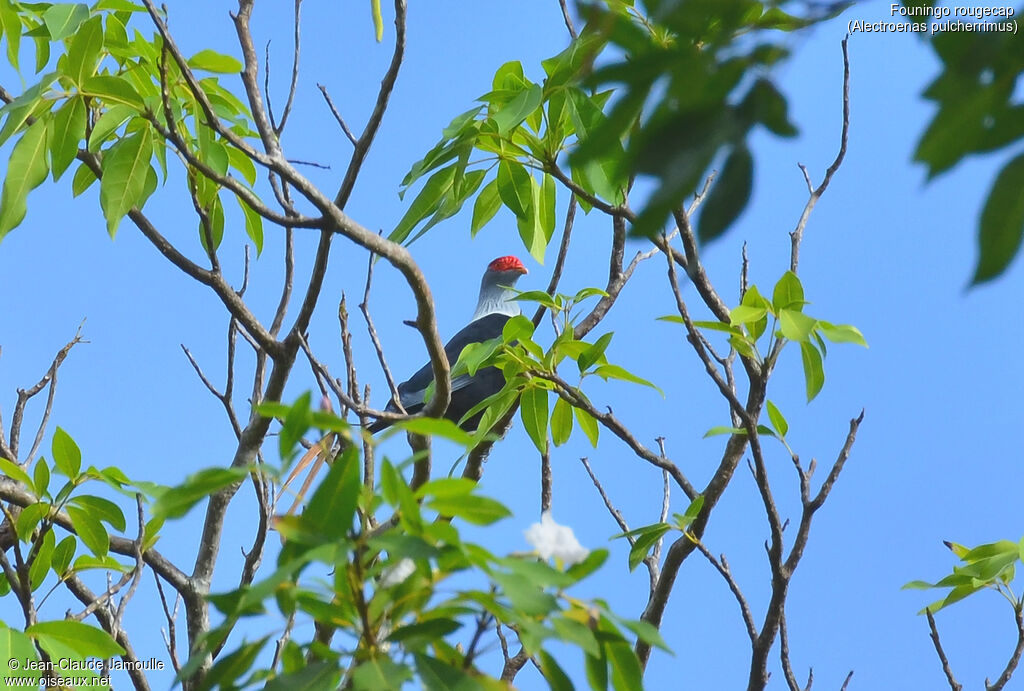 Seychelles Blue Pigeon