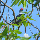 Founingo rougecap