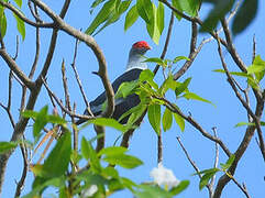 Seychelles Blue Pigeon