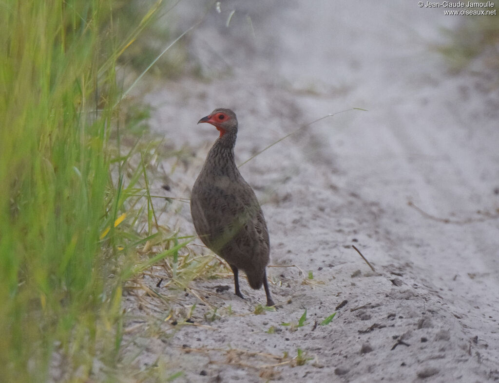 Francolin de Swainson