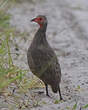 Francolin de Swainson