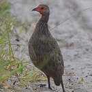 Francolin de Swainson