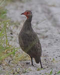 Francolin de Swainson