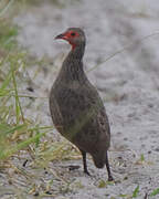 Swainson's Spurfowl