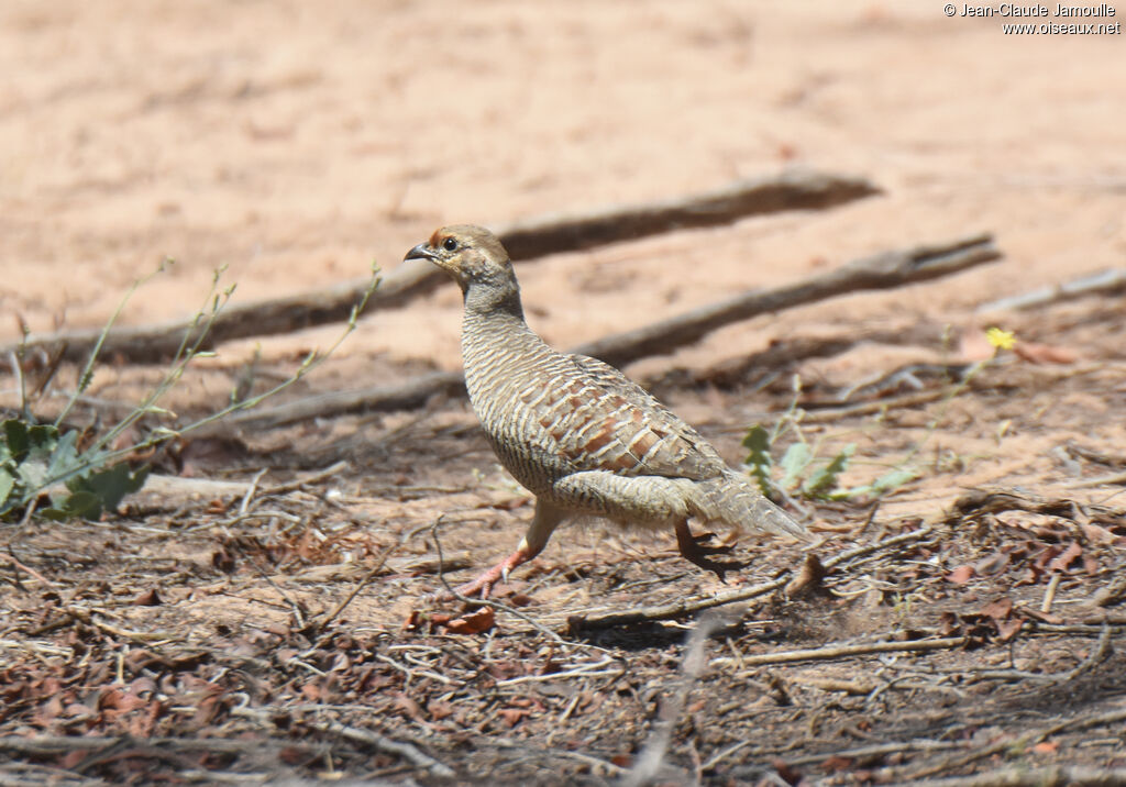 Francolin gris