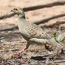 Francolin gris