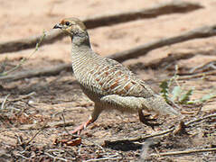 Grey Francolin