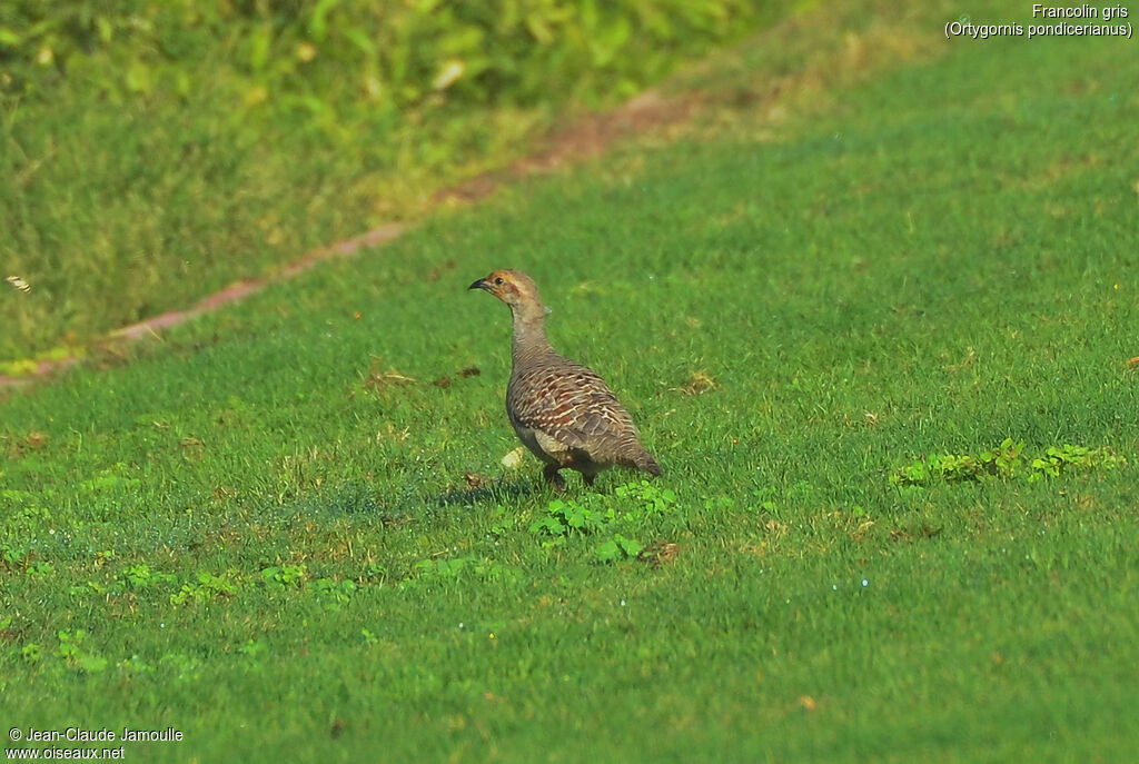 Francolin gris, régime