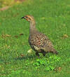 Francolin gris