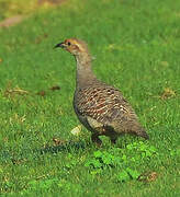 Grey Francolin