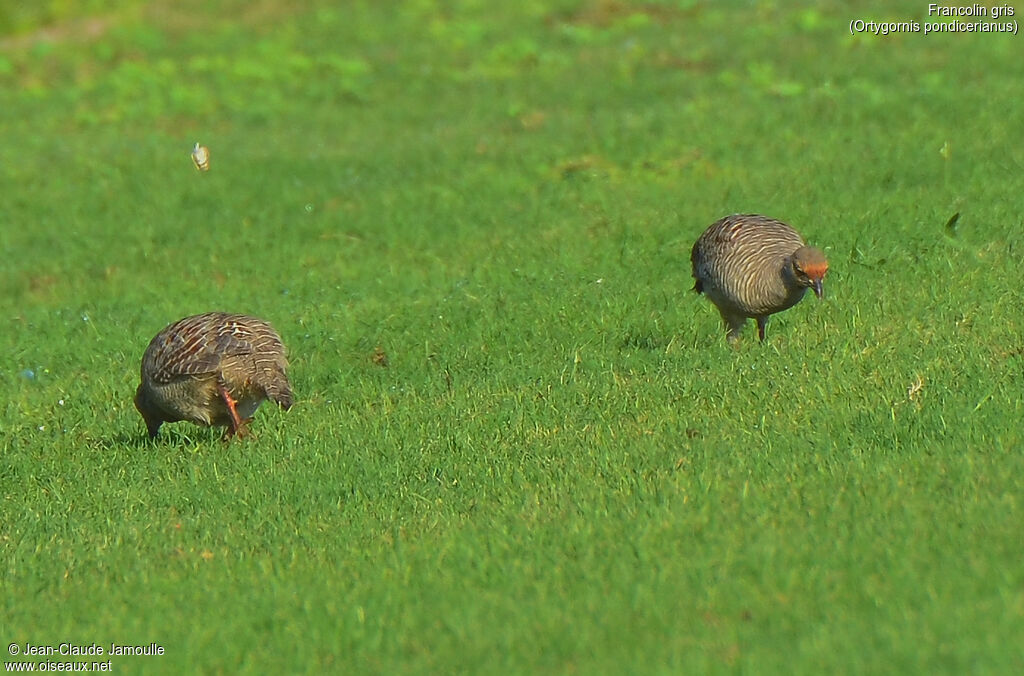 Grey Francolin