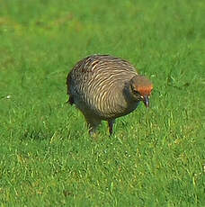 Francolin gris