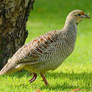 Francolin gris