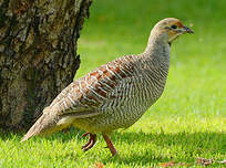 Francolin gris