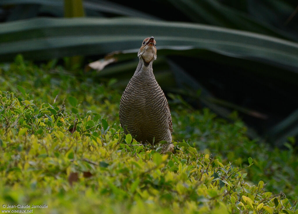 Francolin gris