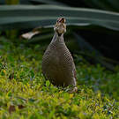Francolin gris