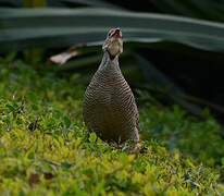 Grey Francolin