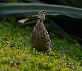 Francolin gris