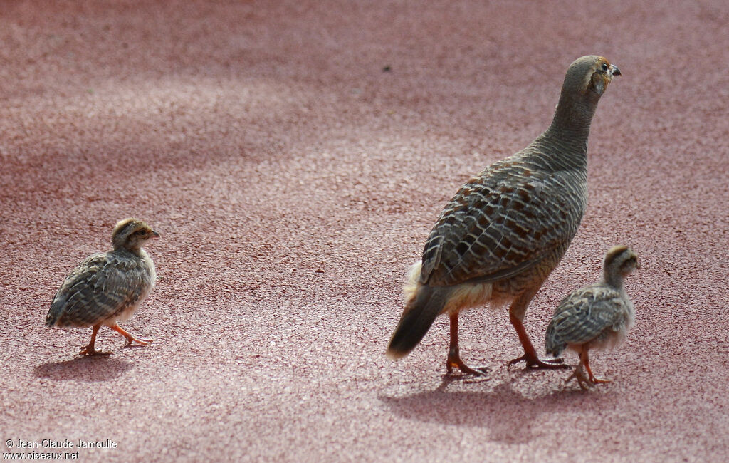 Francolin grisjuvénile