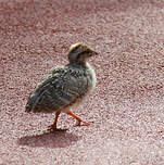 Francolin gris