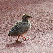 Grey Francolin