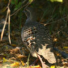 Francolin gris