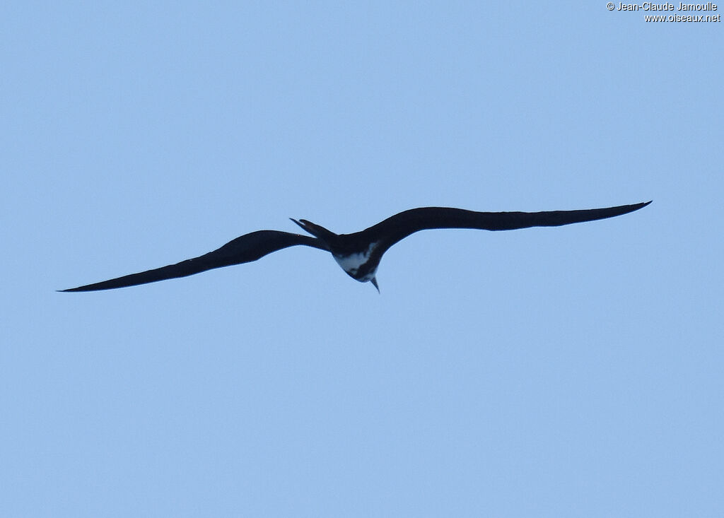 Lesser Frigatebird