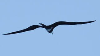 Lesser Frigatebird