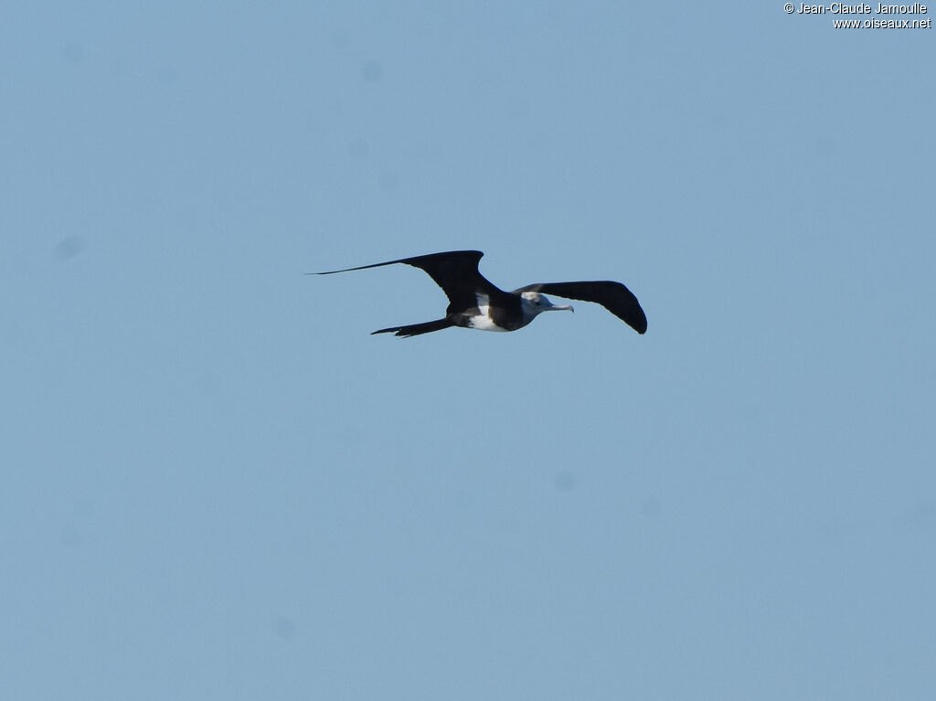 Lesser Frigatebird