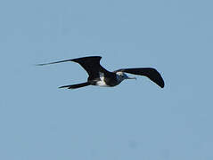 Lesser Frigatebird