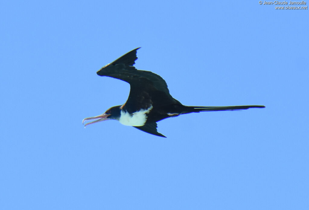 Lesser Frigatebird female adult