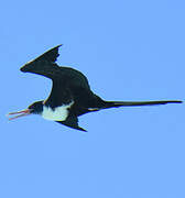 Lesser Frigatebird