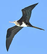 Lesser Frigatebird