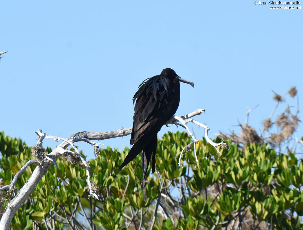 Great Frigatebird