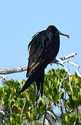 Great Frigatebird