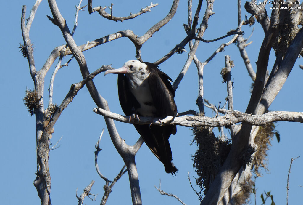 Great Frigatebird