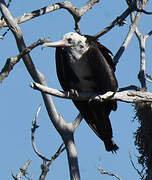 Great Frigatebird