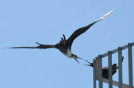 Magnificent Frigatebird