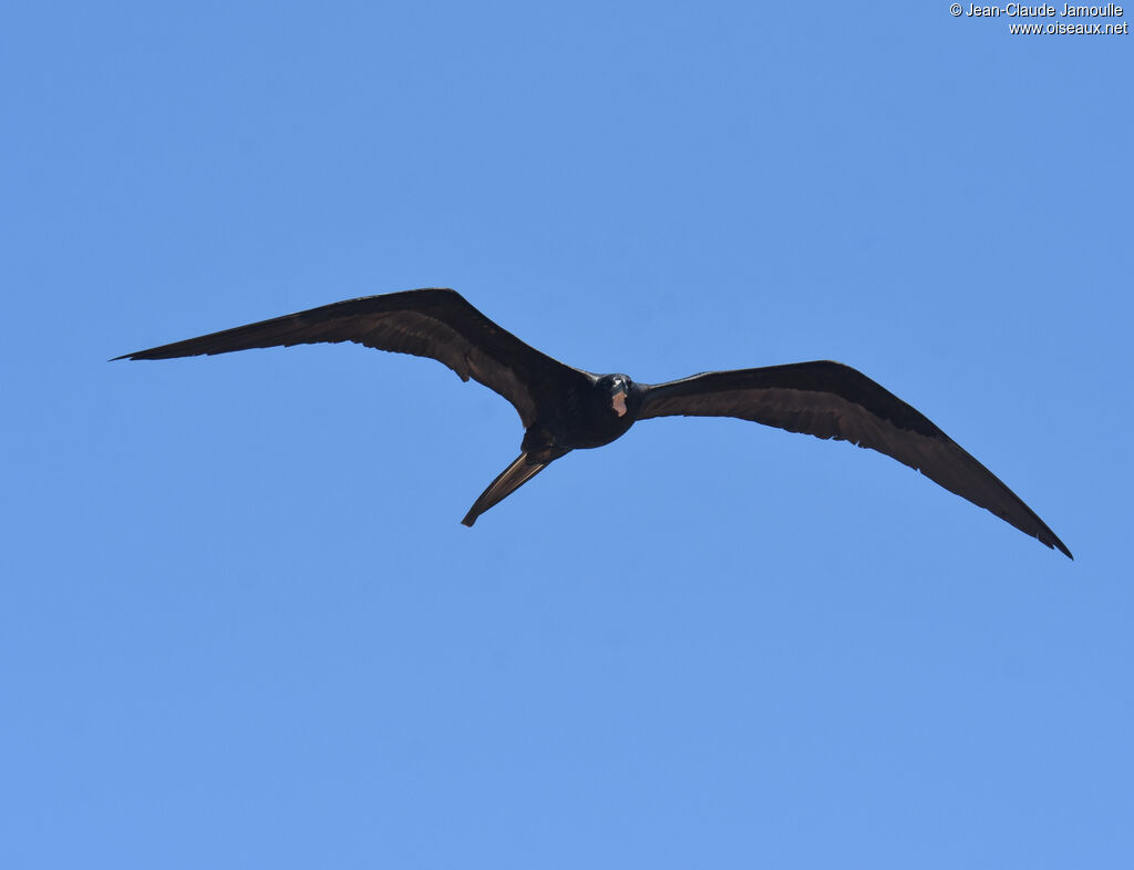 Magnificent Frigatebird male adult